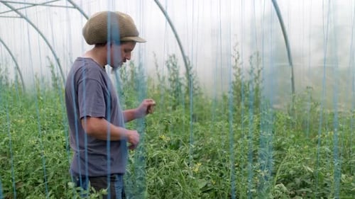 Man Pruning Tomato Plants in Greenhouse