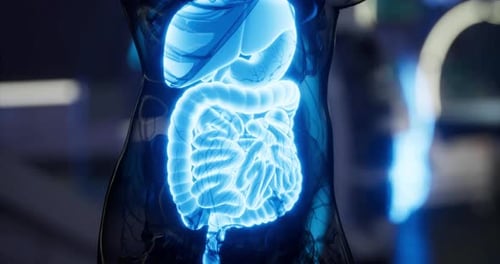 Understanding Internal Organs Through Luminous Representation in a Display