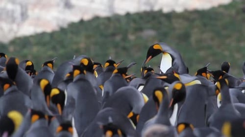 KIng penguin Colony with chicks