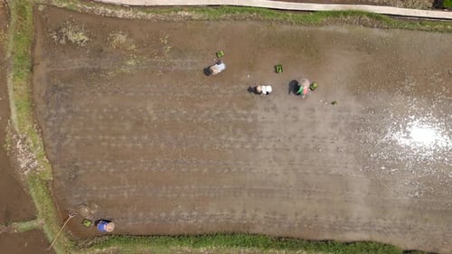 Aerial View of Farmers Working in Rice Paddies in Bali Indonesia