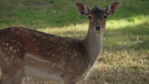 Elegant Sika Deer Standing in Green Meadow