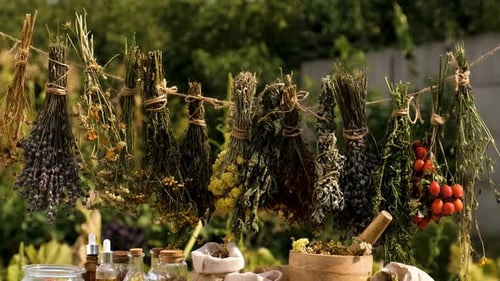 Dried Herbs and Flowers Alternative Medicine and Medicinal Tea Selective Focus