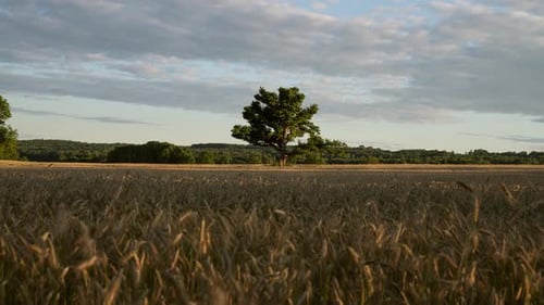 Calm summer time lapse video of cornfield and tree in the middle of the field. Southern Norway