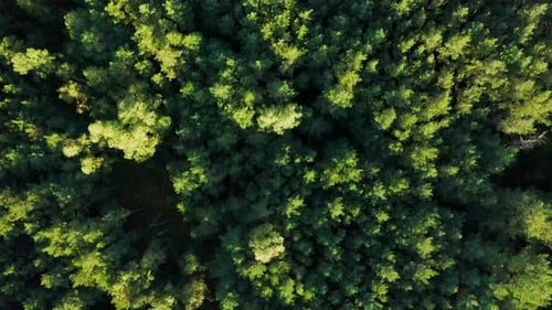 Mixed European forest with green trees aerial