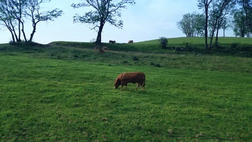 Thoroughbred brown steer grazes in a hilly meadow. Calves grazing on lush green meadow.