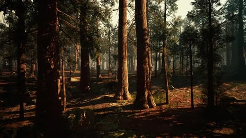 Majestic Sequoia Trees in a Serene Forest During Golden Hour Light