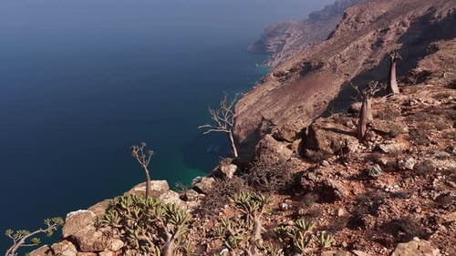 Endemic Dragon's Blood Trees on Socotra Island Coastline