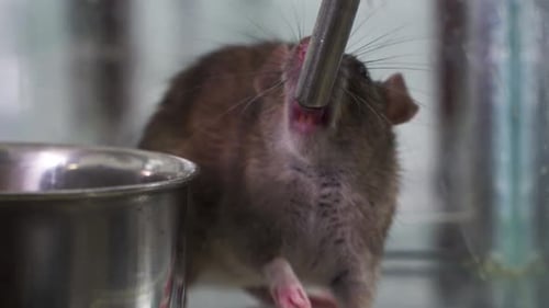 A lab rat mouse drinking water slowmotion laboratory closeup professor doctor