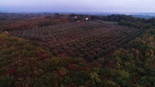 Luftaufnahme eines Olivenhains in Südistrien in Kroatien bei Sonnenuntergang.