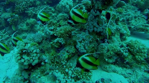 School of Striped Fish Swimming Near Coral Reef