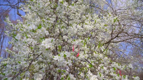 close-up of branches covered with flowering colors