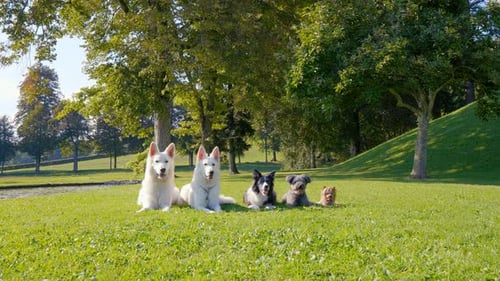 Five focused dogs lying in the park in a line, from the biggest to the smallest, different breeds.