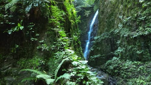 Tropical Waterfall in Lush Green Forest