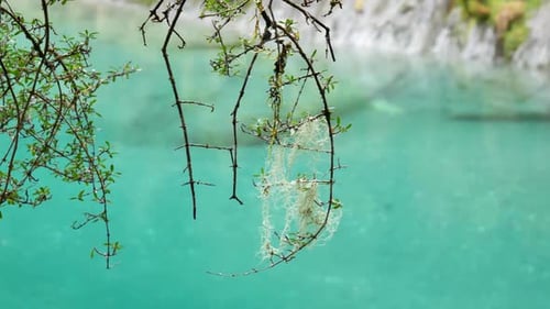 Old Man's Beard lichen clings to wet tree branch over rainforest river