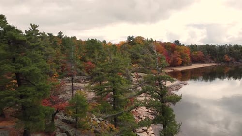 Aerial view rising over a water coastline covered in a colorful autumnal forest, with yellow, red an