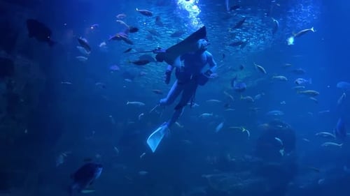 Underwater View Of A Shark Hd