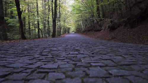 Forest Road