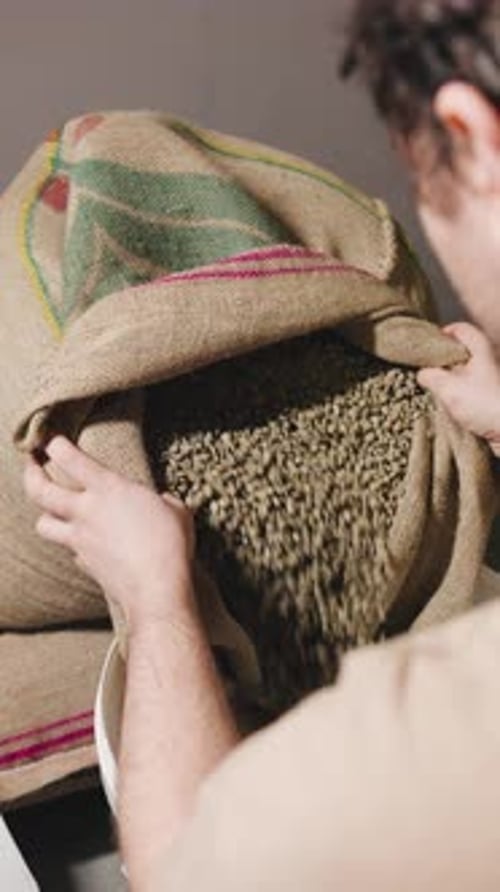 Coffee Beans are Being Sorted and Inspected in a Burlap Sack During the Roasting Preparations at an
