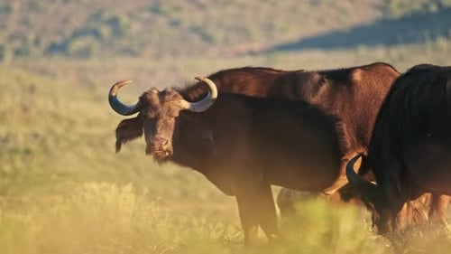 Buffalo grazing at eating in the wilderness of South Africa