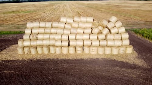Many Bales Rolls Dry Straw After Wheat Harvest on Field Bales in Form of Rolls