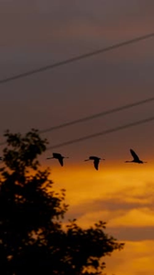 Gewöhnlicher Kranich oder Grus Grus