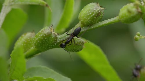 Ant Walking on Green Plant Stem with Fruit