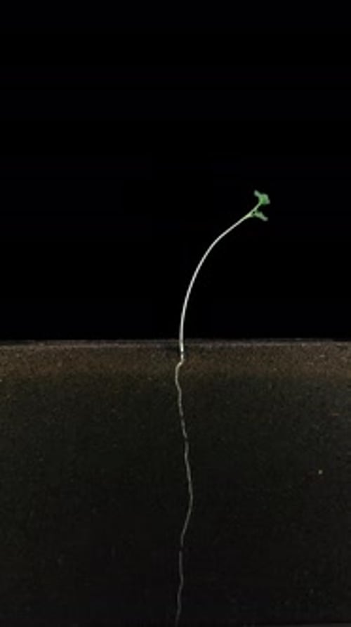 Timelapse of a Seed Sprouting Roots and Stem