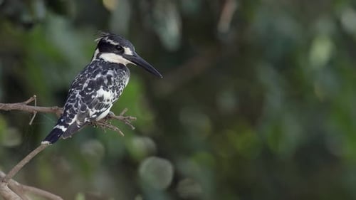 Close-up Pied Kingfisher sits on tree branch against green forest bokeh