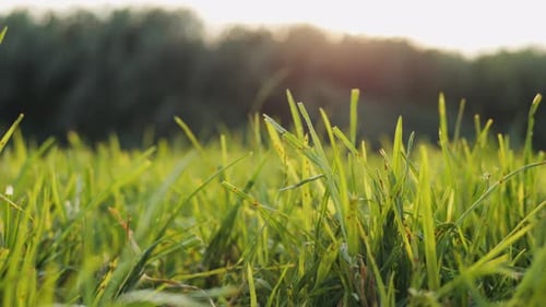 Das leuchtend grüne Gras gedeiht unter dem strahlenden Sonnenlicht in einer wunderschönen Naturlandschaft