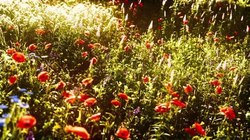 Beautiful Sunny Day in Countryside