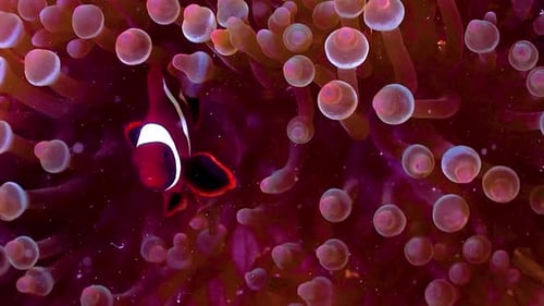 Experience the Vibrant Beauty of Colorful Fish in Coral Reef Ecosystems 4K