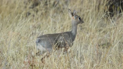 Dik-dik Antelope Alert in Dry Grassland of Samburu National Reserve Kenya.