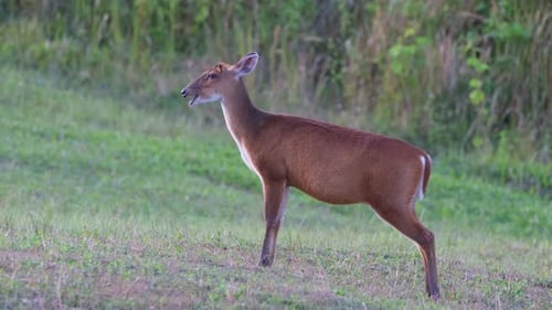 Barking Deer, Muntiacus muntjak seen facing towards the left while eating something during the after