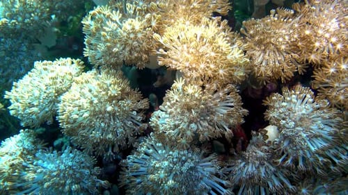 Xenia soft corals pulsate on a tropical reef.