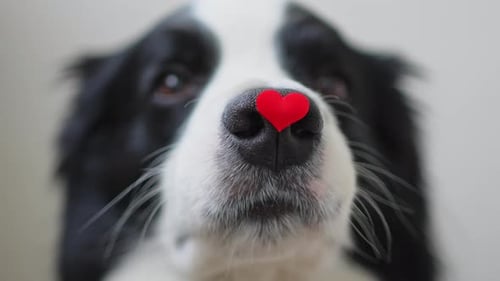 St Valentine's Day Concept Funny Portrait Cute Puppy Dog Border Collie Holding Red Heart on Nose