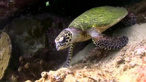 Hawksbill turtle 6