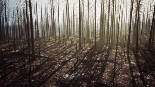 Burned Forest Landscape Showing the Aftermath of a Wildfire at Sunrise