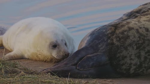 Atlantic grey seal breeding season, with newborn pups sporting white fur, mothers suckling, stroking