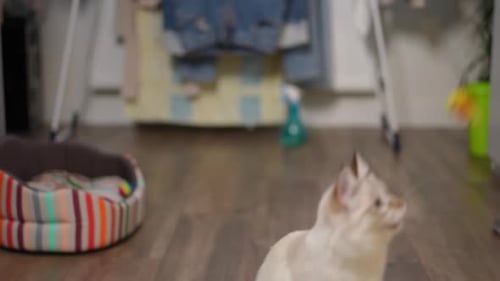 Cute Kitten Playing With Hanging Toy Indoors