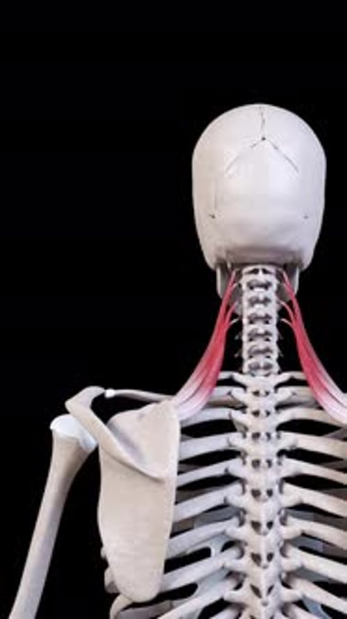 Levator Scapulae Muscle Movement Back View Vertical Video