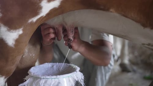 Worker Milking a Cow on a Farm