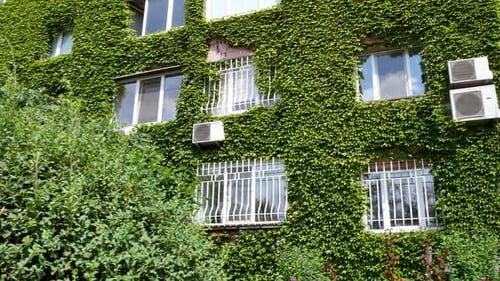 Green Building with Plants Growing on the Facade Wall of a House Covered with Common Ivy Vertical