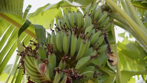 Bunch of green banana fruit growing on palm tree, motion view