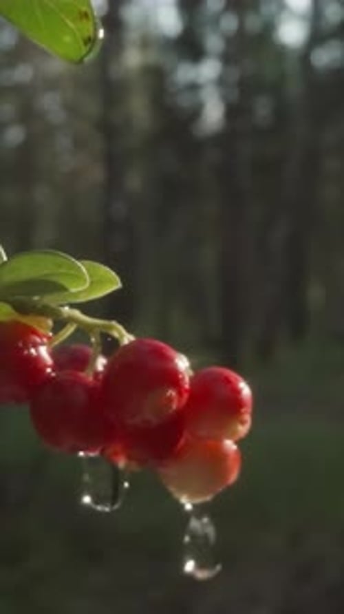 Red Currants in Forest Light With Water Droplets