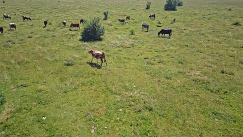 Herd of Cows