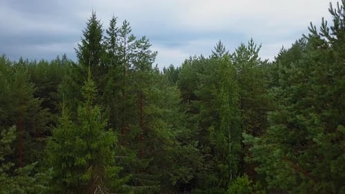 View of a wooded area from a drone. Clip. A bright sunless sky over small fir trees that stand close