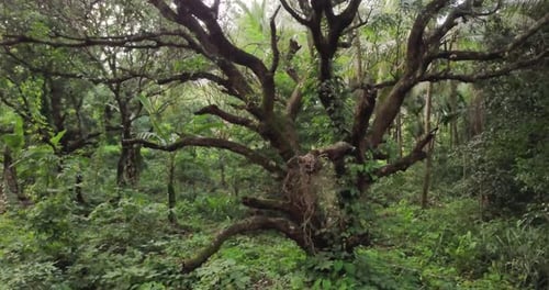 Lush Forest Trees In Goa, India - Medium Shot