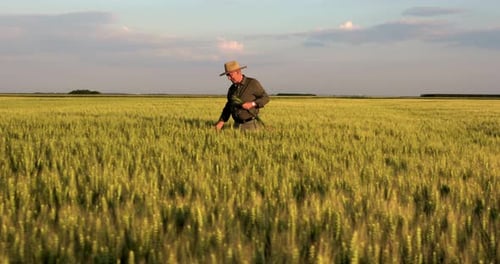 Senior farmer walking in wheat field examining crop at sunset.