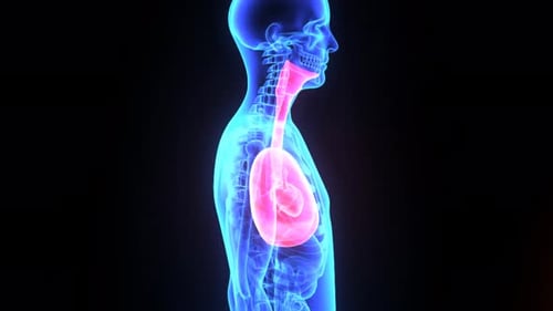 3D Futuristic Human Lungs and Respiratory System Rotation Animation
