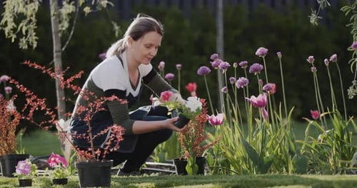 Woman Gardening and Planting Colorful Flowers in Garden